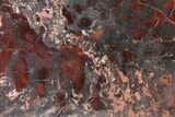 Polished Stromatolite (Collenia) Slab - Minnesota #326052-1